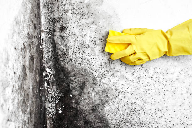 Best Mold Removal for HVAC Installations  in Lake Vla, IL