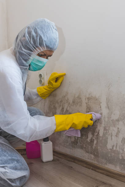 Best Mold Remediation for Healthcare Facilities  in Lake Vla, IL