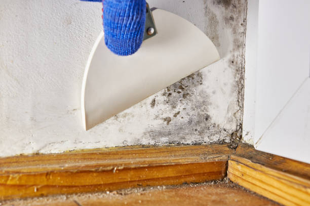 Best Crawl Space Mold Remediation  in Lake Vla, IL